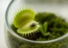 Close-up of a Venus flytrap with slightly opened pad-leaves and visible trigger-hairs, featuring a fly inside.